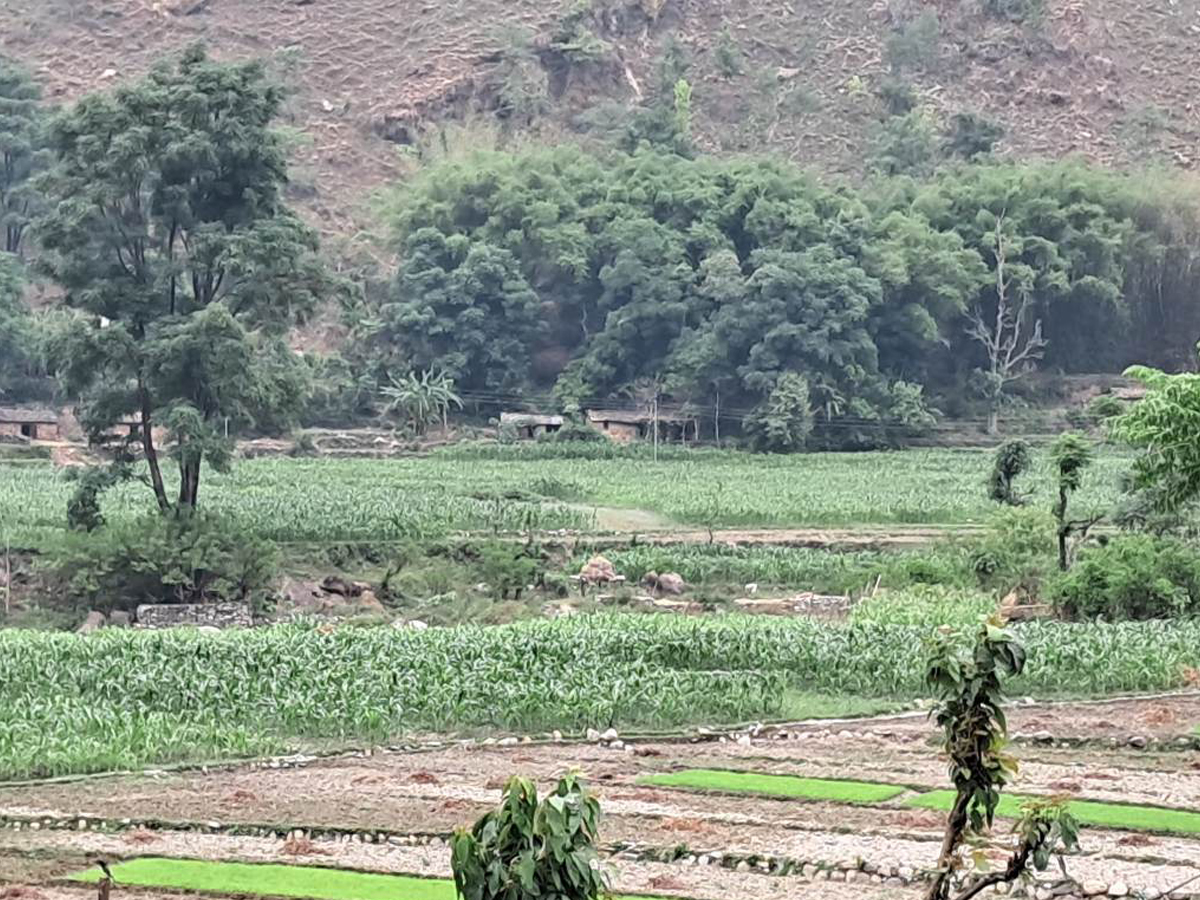 बर्षमा तीन खेती हुने बैतडीको पञ्ज्यूनयाँ 