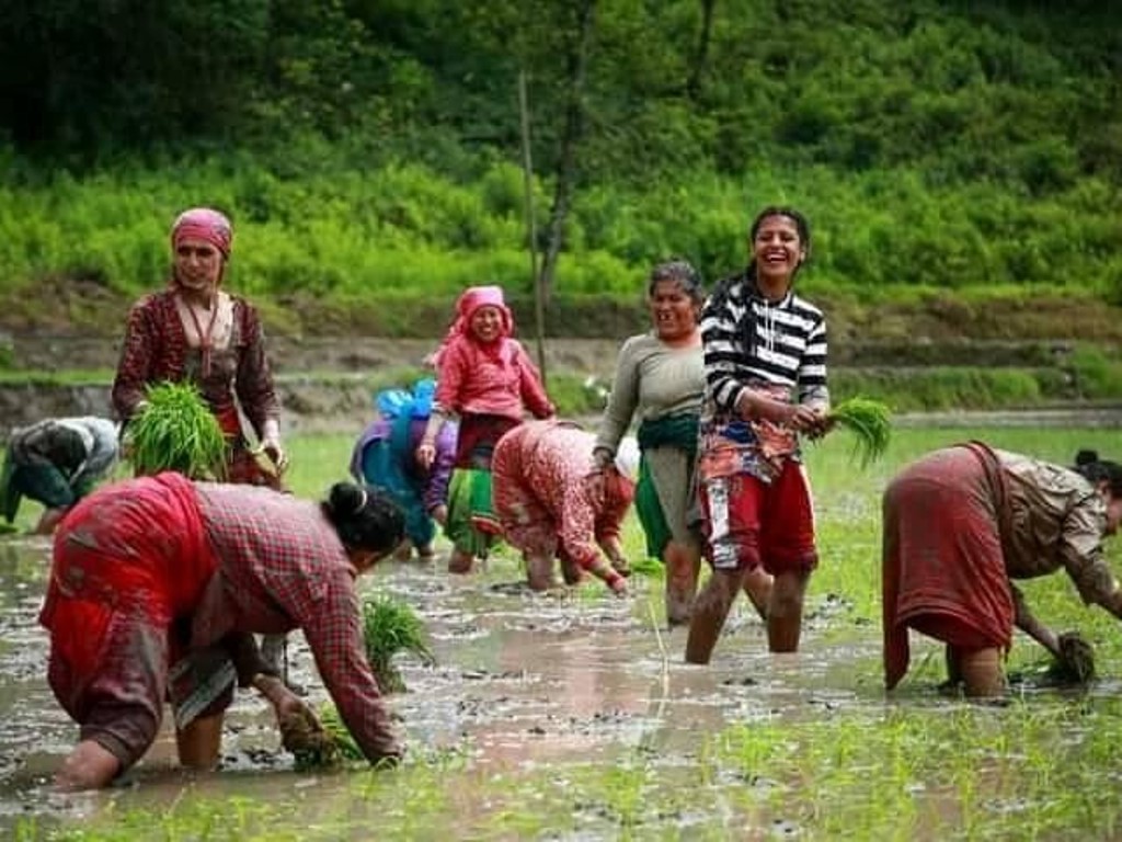 आज असार १५ : धान दिवस , दहीचिउरा खाएर मनाइँदै