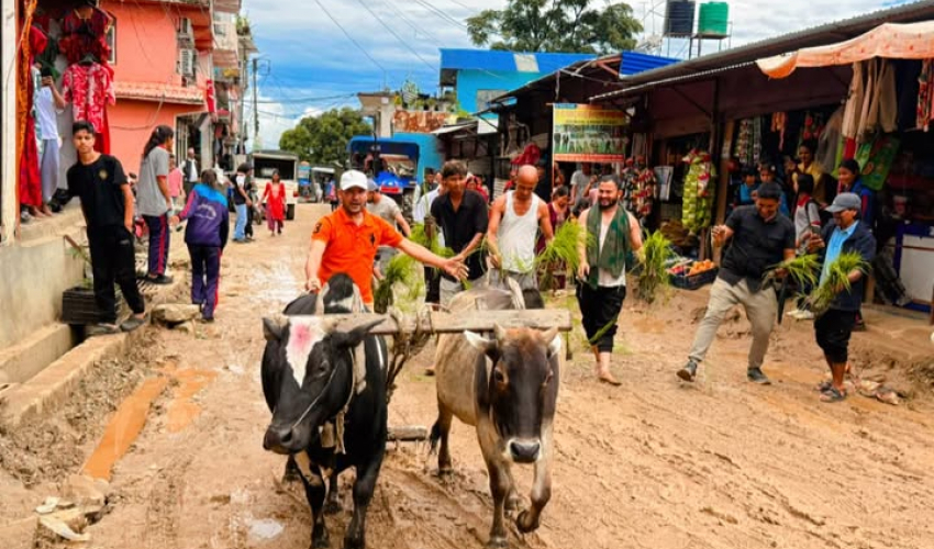 अछाममा सडकमै धान रोपियो