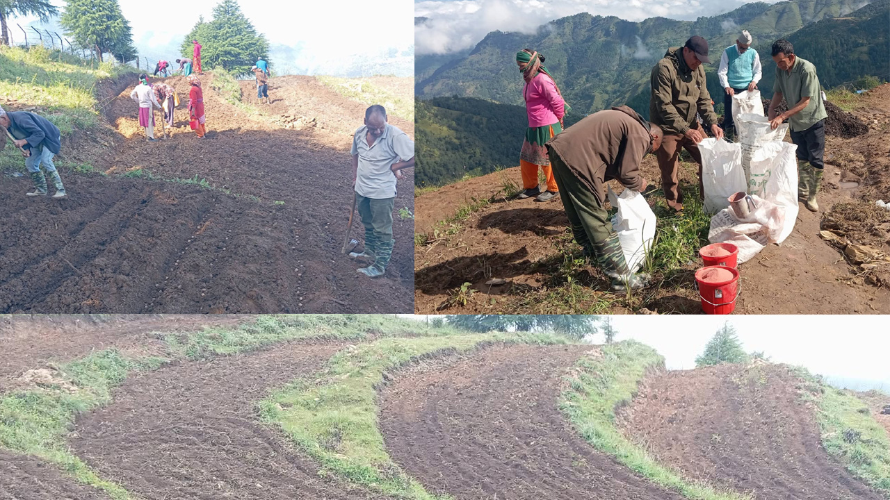 सतबाँझमा १ लाख फलफूलका बिरुवा उत्पादन हुँदै, काठमाडौँ र कर्णालीसम्म निर्यात 