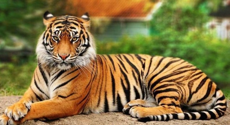 भारतमा बाघको संख्या बढ्यो 