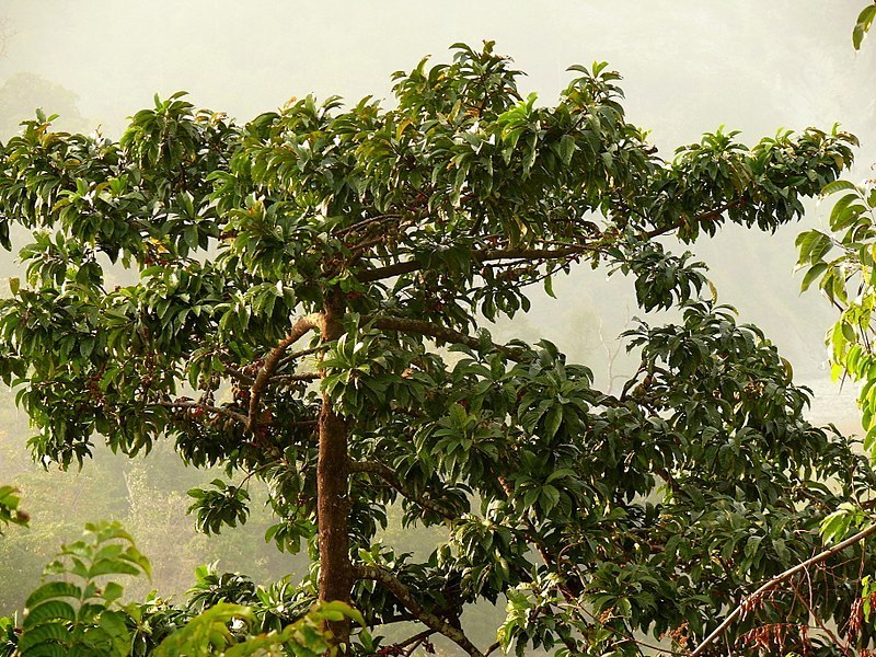 दार्चुलामा रुखबाट लडेर एक महिला घाइते