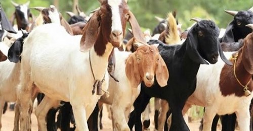 बैतडीको दनपा १० मा किसानलाई  बाख्रा वितरण 