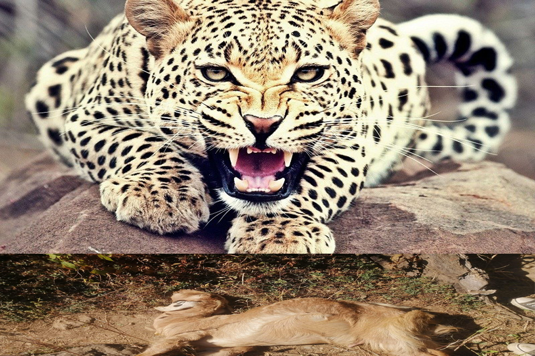 बैतडीको सुर्नयामा चितुवाको आतंक कायमै,गोठमै पसेर मार्न थाल्यो बाख्रा !