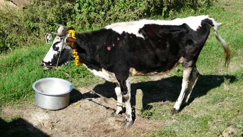 बैतडीका पशु चौपायामा   लम्पी स्कीन रोगको  प्रकोप , किसान चिन्तीत 