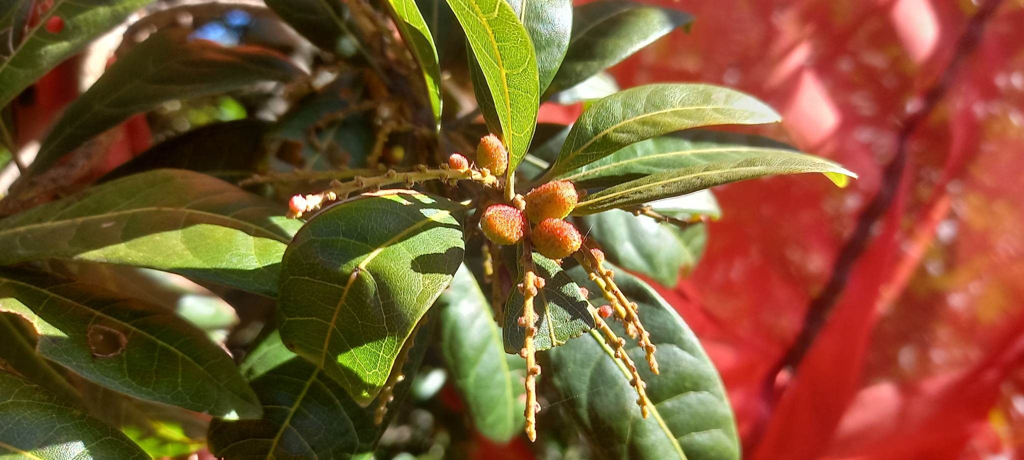 बैतडीमा मंसिरमै काफल पाकेपछि ...