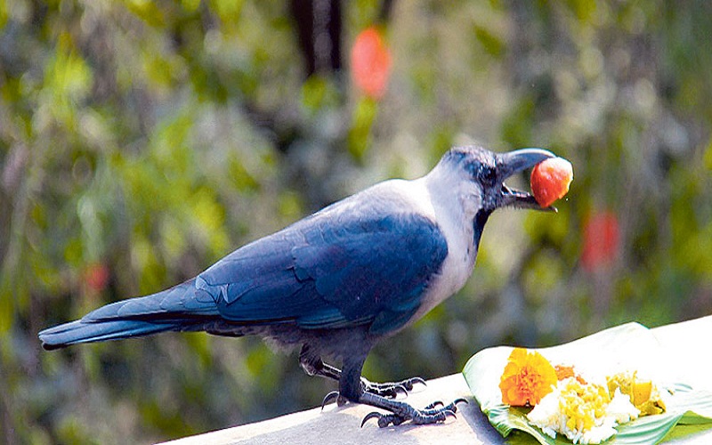 आज काग तिहार  मनाइँदै