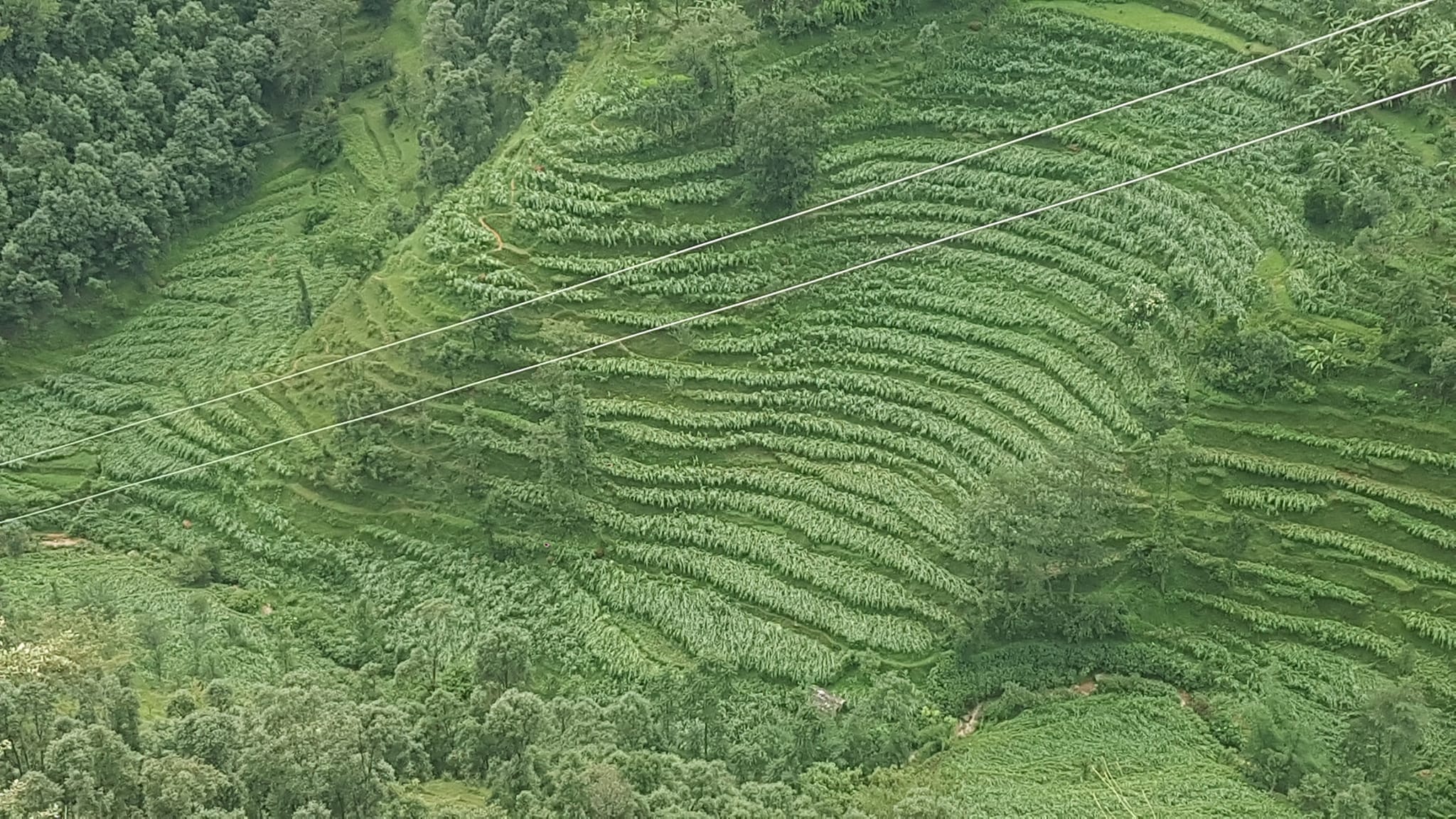 बर्षा र हावाहुरीले बैतडीका विभिन्न स्थानमा मकैबालीमा क्षति 