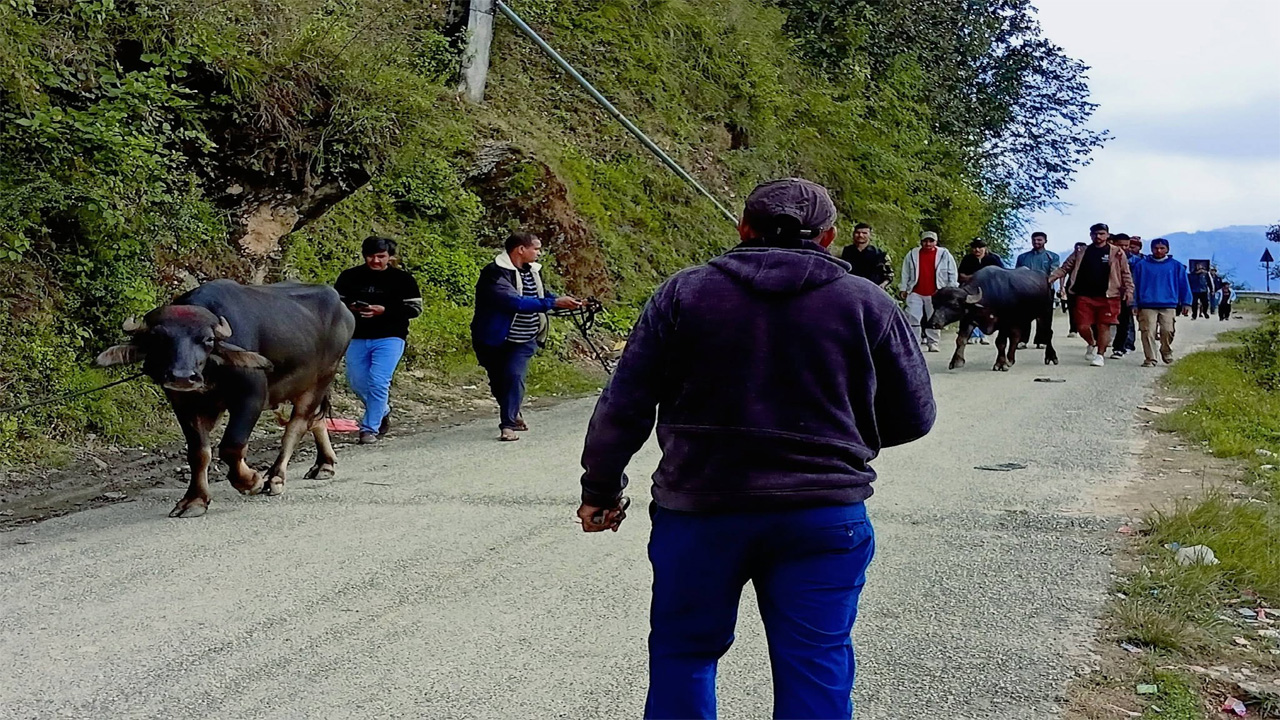 बैतडीमा बलिका लागि राँगा भित्रिँदै